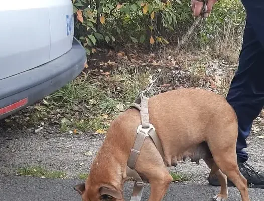 Policja w Żarach uratowała suczkę na drodze Górka-Sieniawa Żarska. Szczenięta czekają na mamę!