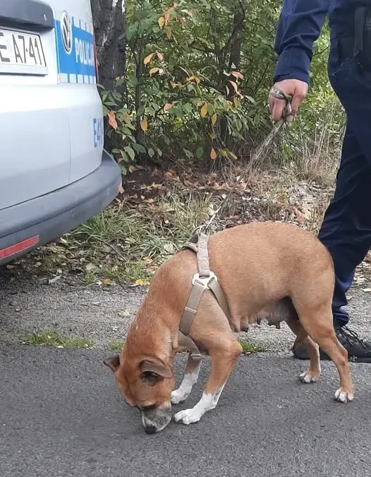 Policja w Żarach uratowała suczkę na drodze Górka-Sieniawa Żarska. Szczenięta czekają na mamę!