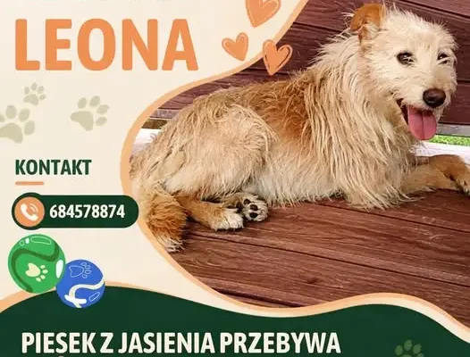 Leon z Jasienia szuka domu – adopcja psa ze schroniska w Żarach
