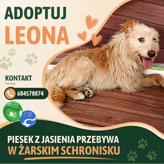 Leon z Jasienia szuka domu – adopcja psa ze schroniska w Żarach