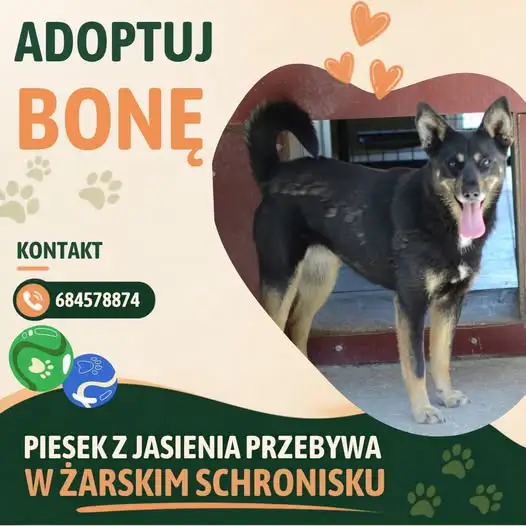 Bona – płochliwa suczka ze schroniska szuka cierpliwego domu