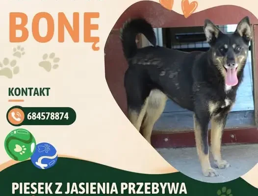 Bona ze schroniska w Gminie Jasień szuka domu – potrzebuje cierpliwej rodziny
