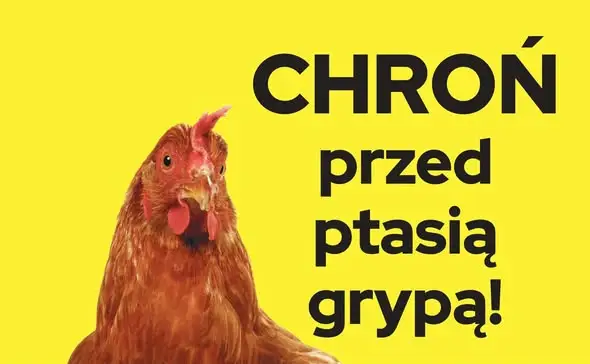 Ostrzeżenie dla hodowców drobiu z powiatu bytowskiego: grypa ptaków i rzekomy pomór