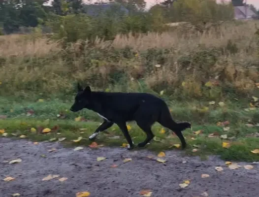 Lubomyśl: czarny pies z białymi akcentami czeka na właściciela